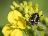 Vairogblakts Eurydema oleracea