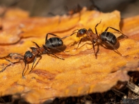 Rūsganās meža skudras (Formica rufa)