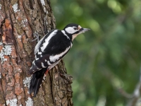Dižraibais dzenis (Dendrocopos major)