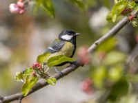Lielā zīlīte (Parus major)