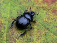Meža bambals (Anoplotrupes stercorosus)