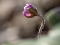 Zilā vizbulīte (Hepatica nobilis)
