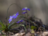 Zilās vizbulītes (Hepatica nobilis)