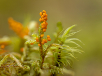 Apelsīnu pumpurīte (Physarum rubiginosum)