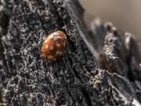 Mārīte Myrrha octodecimguttata