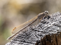 Sibīrijas ziemasspāre (Sympecma paedisca)