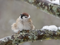 Lauku zvirbulis (Passer montanus)
