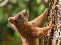 Parastā vāvere Sciurus vulgaris ( Gada dzīvnieks 2018)