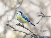 Zilzīlīte (Cyanistes caeruleus)