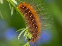 Brūnais lācītis (Arctia caja)