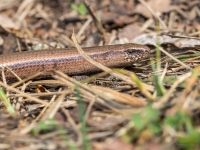 Glodene (Anguis fragilis)