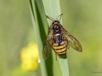 Vālīšlapsene