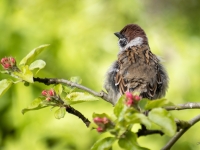 Lauku zvirbulis (Passer montanus)