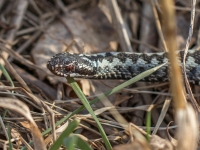 Parastā odze (Vipera berus)