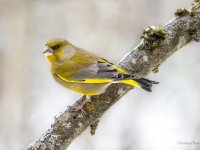 Zaļžubīte (Chloris chloris)