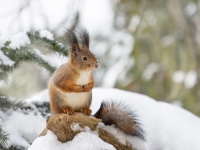 Vāvere (Sciurus vulgaris)