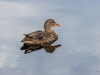 Meža pīle (Anas platyrhynchos)