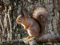 Vāvere (Sciurus vulgaris)