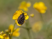 Smirdīgā rožvabole (Oxythyrea funesta)