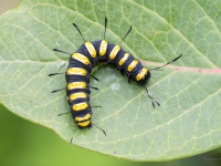 Alkšņu pelēkpūcīte (Acronicta alni)