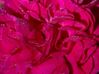 'ROSE DE RESHT'