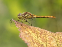 Parastā klajumspāre (Sympetrum vulgatum)