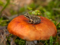Parastā varde (Rana temporaria) 