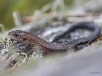Pļavas ķirzaka (Zootoca vivipara)