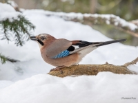Sīlis (Garrulus glandarius)