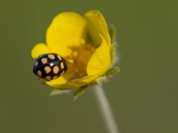 Četrpadsmitlāsumu mārīte (Coccinula quatuordecimpustulata)