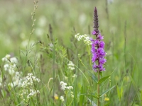 Vītolu vējmietiņš (Lythrum salicaria)