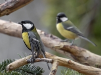 Lielā zīlīte (Parus major)