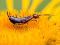 Parastā spīļaste (Forficula auricularia)