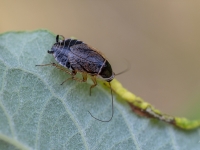 Prusaks Ectobius sp.