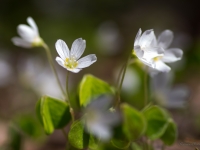 Meža zaķskābenes (Oxalis acetosella) 