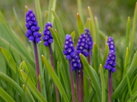 Muskares  (Muscari)
