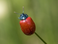 Apšu lielais lapgrauzis (Chrysomela populi)