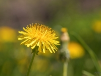 Dziedniecības pienene (Taraxacum officinale)