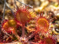 Apaļlapu rasene (Drosera rotundifolia)
