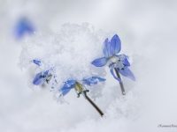 Zilsniedzītes (Scilla)