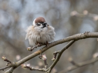 Lauku zvirbulis (Passer montanus)