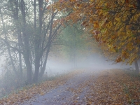 Migla rudens rītā