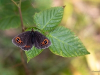 Gāršas brūnulis (Erebia aethiops)