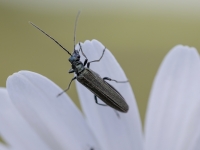 Māņkoksngrauzis Oedemera sp.