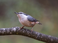 Dzilnītis (Sitta europaea)