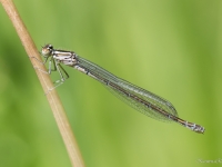 Gaišzilā krāšņspāre (Coenagrion puella)