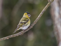 Ķivulis (Spinus spinus)