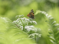 Dadžu raibenis (Vanessa cardui)