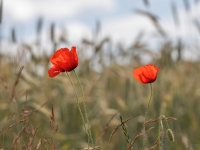 Lauka magones (Papaver dubium)