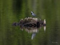 Baltā cielava (Motacilla alba)